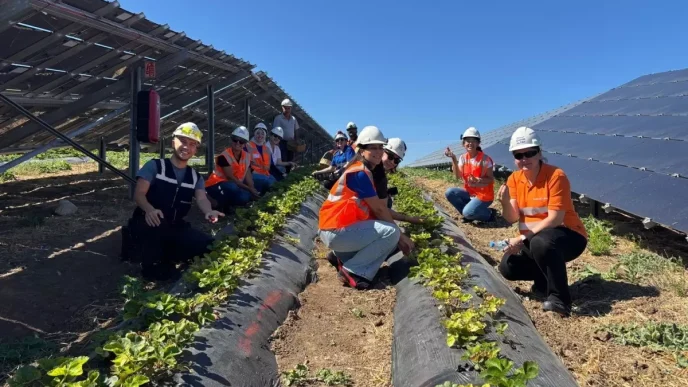 Enerjisa Uretim Agrivoltaik Tarim ile 5 Ton Hasat Elde Etti
