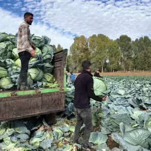 Ercis Lahanasinin Hasadi Basladi Haberler