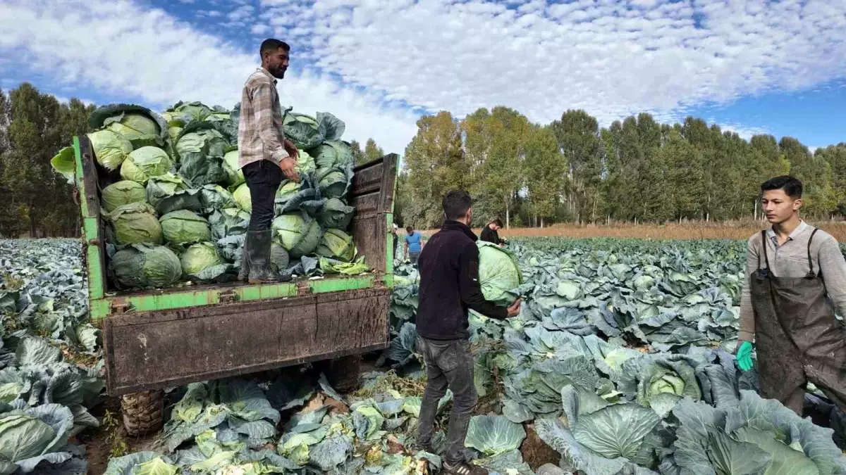 Ercis Lahanasinin Hasadi Basladi Haberler
