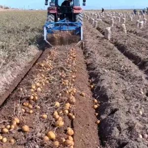 Erciste Kislik Patates Hasadi Basladi