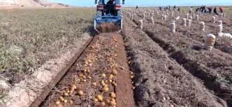 Erciste Kislik Patates Hasadi Basladi