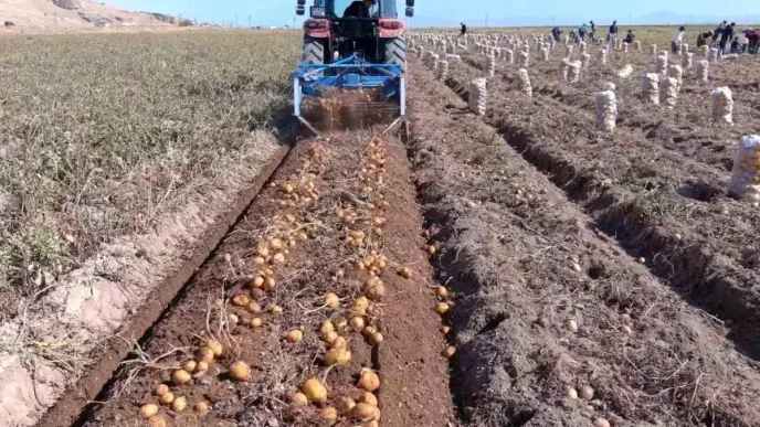 Erciste Kislik Patates Hasadi Basladi