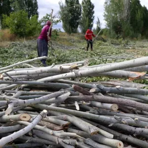 Erzincanda Kislik Yakacak Hazirliklari Devam Ediyor