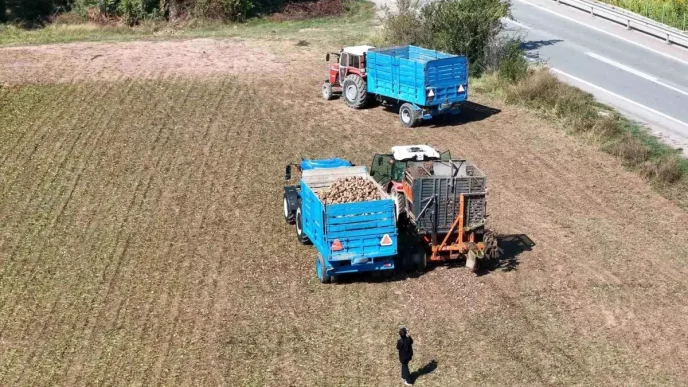 Erzincanda Seker Pancari Hasadi Basladi Ciftciler Fiyatlardan Sikayetci