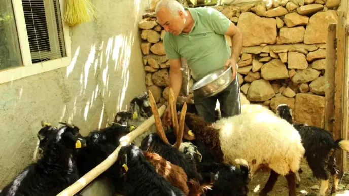 Eski Hukumlu Tahir Keskin Is Kur Destegiyle 200 Keci Surusune Ulasti