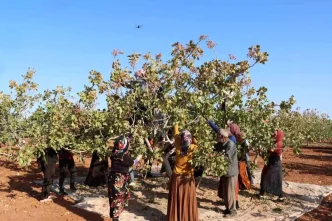 Gaziantepte Antep Fistigi Hasat Sezonu Sona Erdi