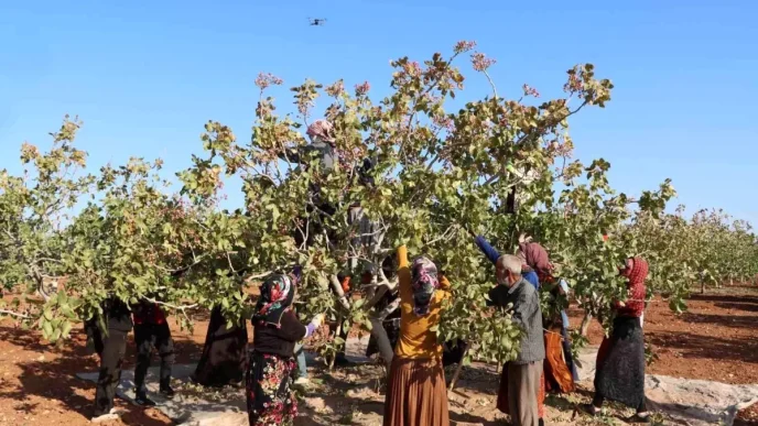 Gaziantepte Antep Fistigi Hasat Sezonu Sona Erdi