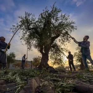 Gaziantepte Zeytin Hasadi Basladi Ekonomi Icin Onemi Vurgulandi
