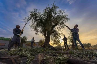 Gaziantepte Zeytin Hasadi Basladi Ekonomi Icin Onemi Vurgulandi