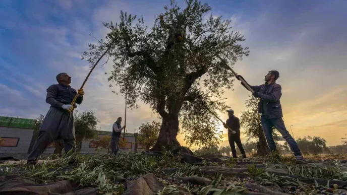 Gaziantepte Zeytin Hasadi Basladi Ekonomi Icin Onemi Vurgulandi