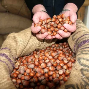 Giresunda Findik Fiyatlari Haftayi 315 Liradan Kapadi