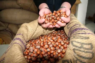 Giresunda Findik Fiyatlari Haftayi 315 Liradan Kapadi