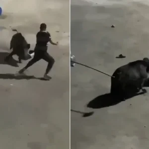 Goruntu Istanbulun gobeginden Iscilere domuz saldirdi
