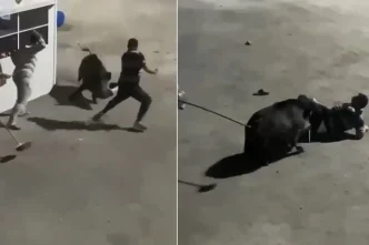 Goruntu Istanbulun gobeginden Iscilere domuz saldirdi