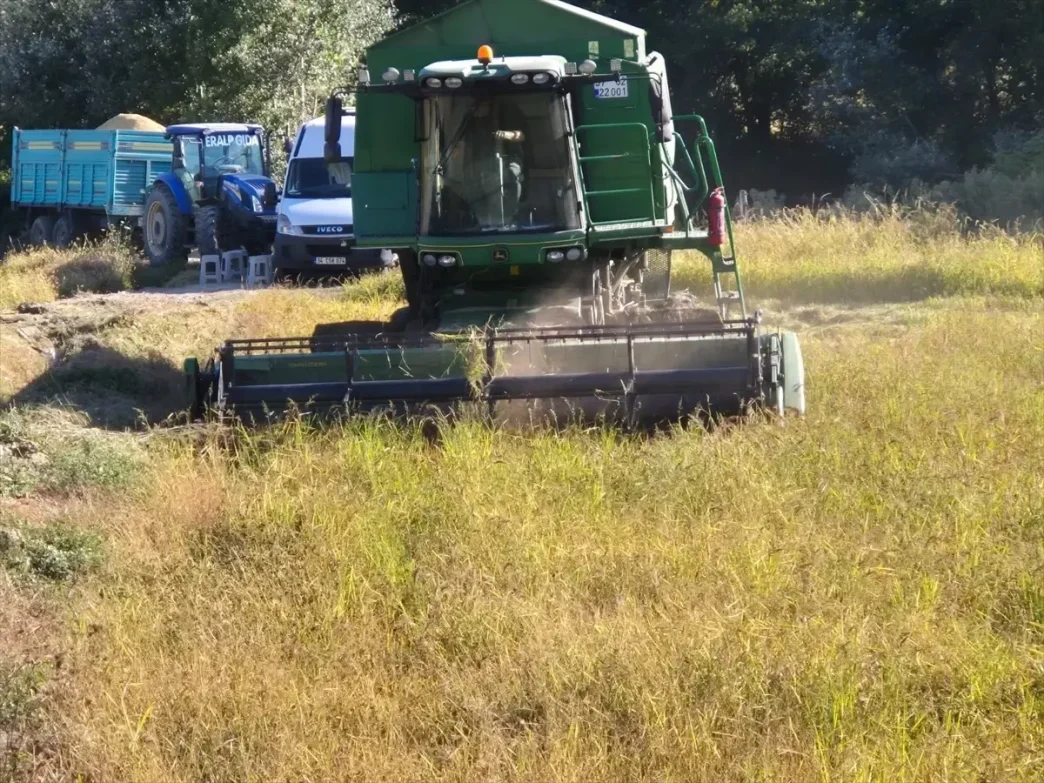 Hanonunde Celtik Hasadi Etkinligi Duzenlendi