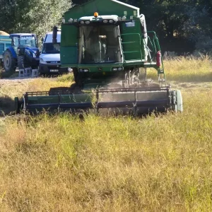 Hanonunde Celtik Hasadi Etkinligi Duzenlendi