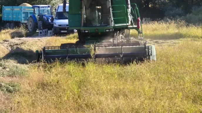 Hanonunde Celtik Hasadi Etkinligi Duzenlendi