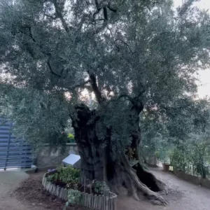 Hasan Malkocun 3 Bin Yillik Zeytin Agaci ile Sabahlari Baslayan
