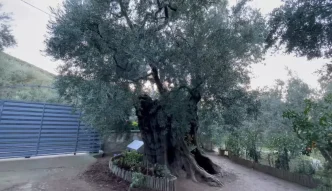 Hasan Malkocun 3 Bin Yillik Zeytin Agaci ile Sabahlari Baslayan