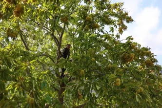 Hasat basladi Gunluk 5 bin TL kazaniyorlar