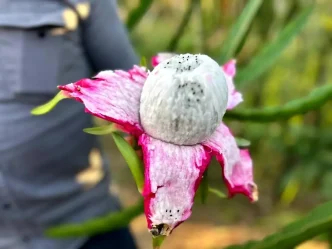 Hatay'da Ejder Meyvesi Üretimi Artıyor: Hasat 180 TL'den Başladı 3 Hatayda Ejder Meyvesi Uretimi Artiyor Hasat 180 TLden Basladi