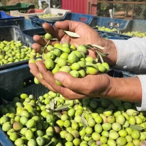 Hatayda Sofralik Zeytin Hasadi Basladi
