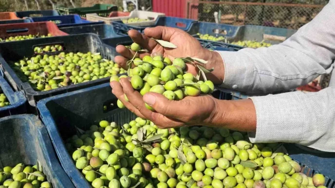 Hatayda Sofralik Zeytin Hasadi Basladi