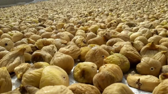 Incir Fiyatlarindaki Dusus Ciftcileri Zorluyor