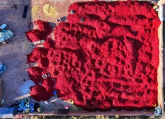 Kailu'da Biber Hasat Sezonu Başladı 1 Kailuda Biber Hasat Sezonu Basladi