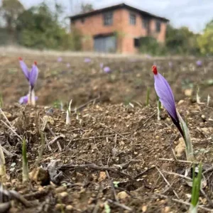 Karabukte Dunyanin En Pahali Baharati Safran Erken Cicek Acti