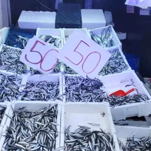 Karadenizde Hamsi Bollugu Fiyatlar 50 Liraya Dustu