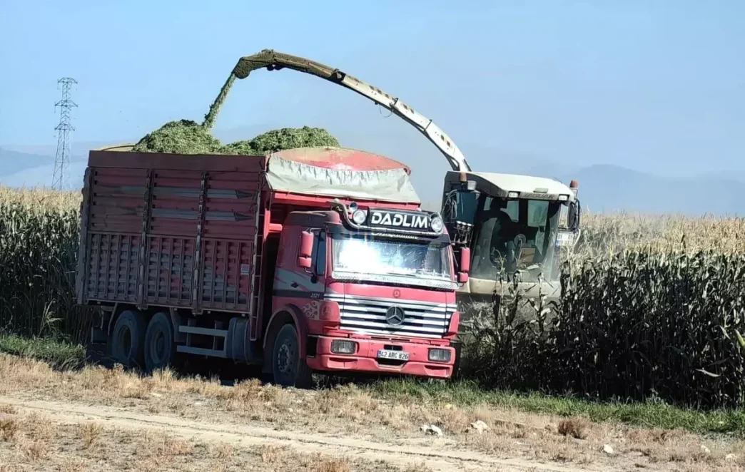 Karapinarda Erken Misir Hasadi Basladi