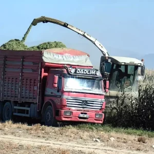 Karapinarda Erken Misir Hasadi Basladi