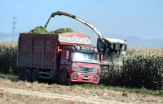 Karapinarda Erken Misir Hasadi Basladi