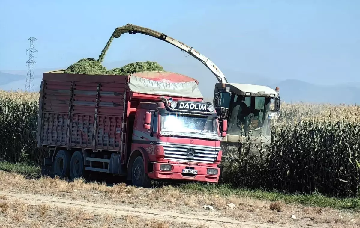 Karapinarda Erken Misir Hasadi Basladi