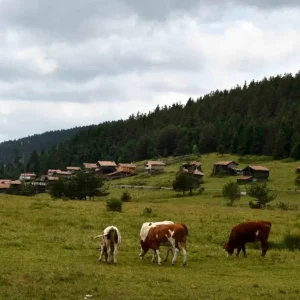 Kastamonu Yaylalari Hayvancilikla Gecim Saglayanlarin Umudu