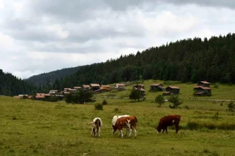 Kastamonu Yaylalari Hayvancilikla Gecim Saglayanlarin Umudu