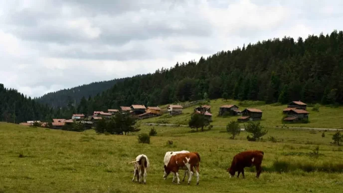 Kastamonu Yaylalari Hayvancilikla Gecim Saglayanlarin Umudu