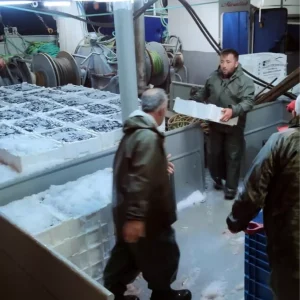 Kastamonuda 440 Ton Hamsi Avlandi