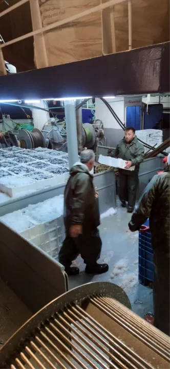 Kastamonuda 440 Ton Hamsi Avlandi