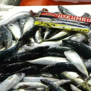 Kocaelide Balik Bolluk Donemi Basliyor