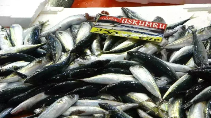 Kocaelide Balik Bolluk Donemi Basliyor