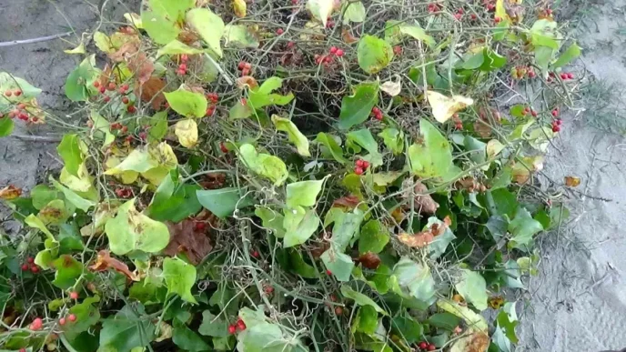 Kokina Cicegi Toplama Gelenegi Sinopta Devam Ediyor
