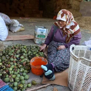 Koskte Ceviz Hasadi Sona Yaklasiyor Kalite Yuzleri Gulduruyor