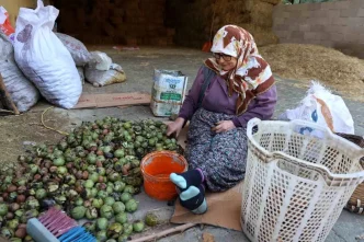 Koskte Ceviz Hasadi Sona Yaklasiyor Kalite Yuzleri Gulduruyor