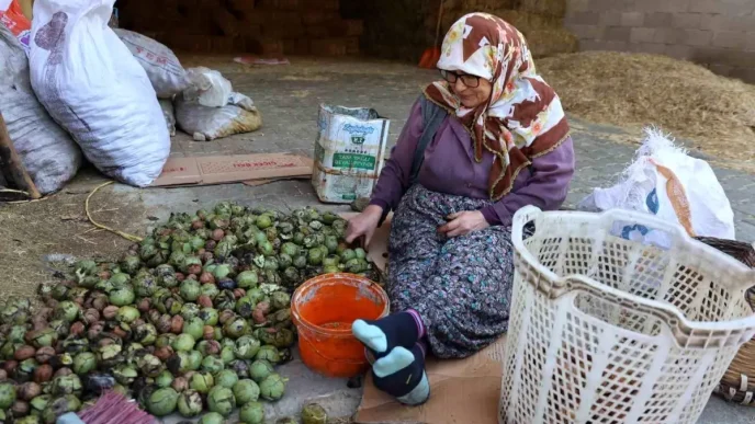 Koskte Ceviz Hasadi Sona Yaklasiyor Kalite Yuzleri Gulduruyor
