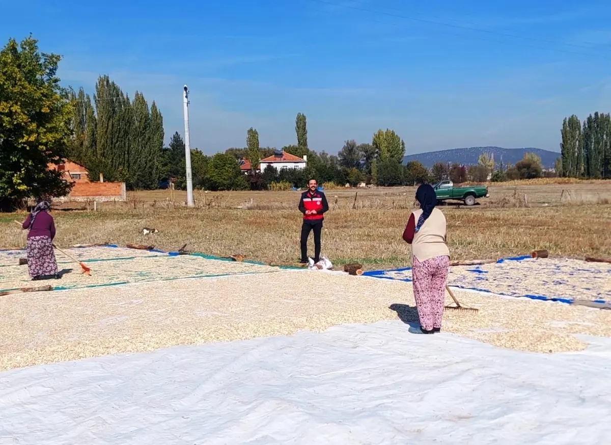 Kutahyada Cerezlik Kabak Hasadi Basladi