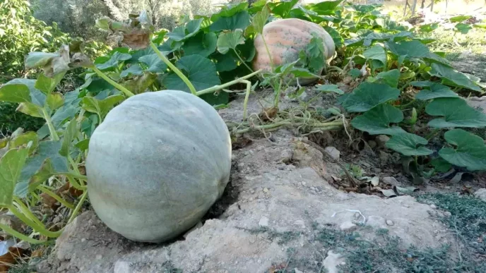 Malatya Ciftcileri Zirahi Don Sonrasi Bal Kabagi Uretimine Yoneldi