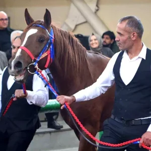 Malatyada Gelecegin Sampiyon Taylari Acik Artirmayla Satildi