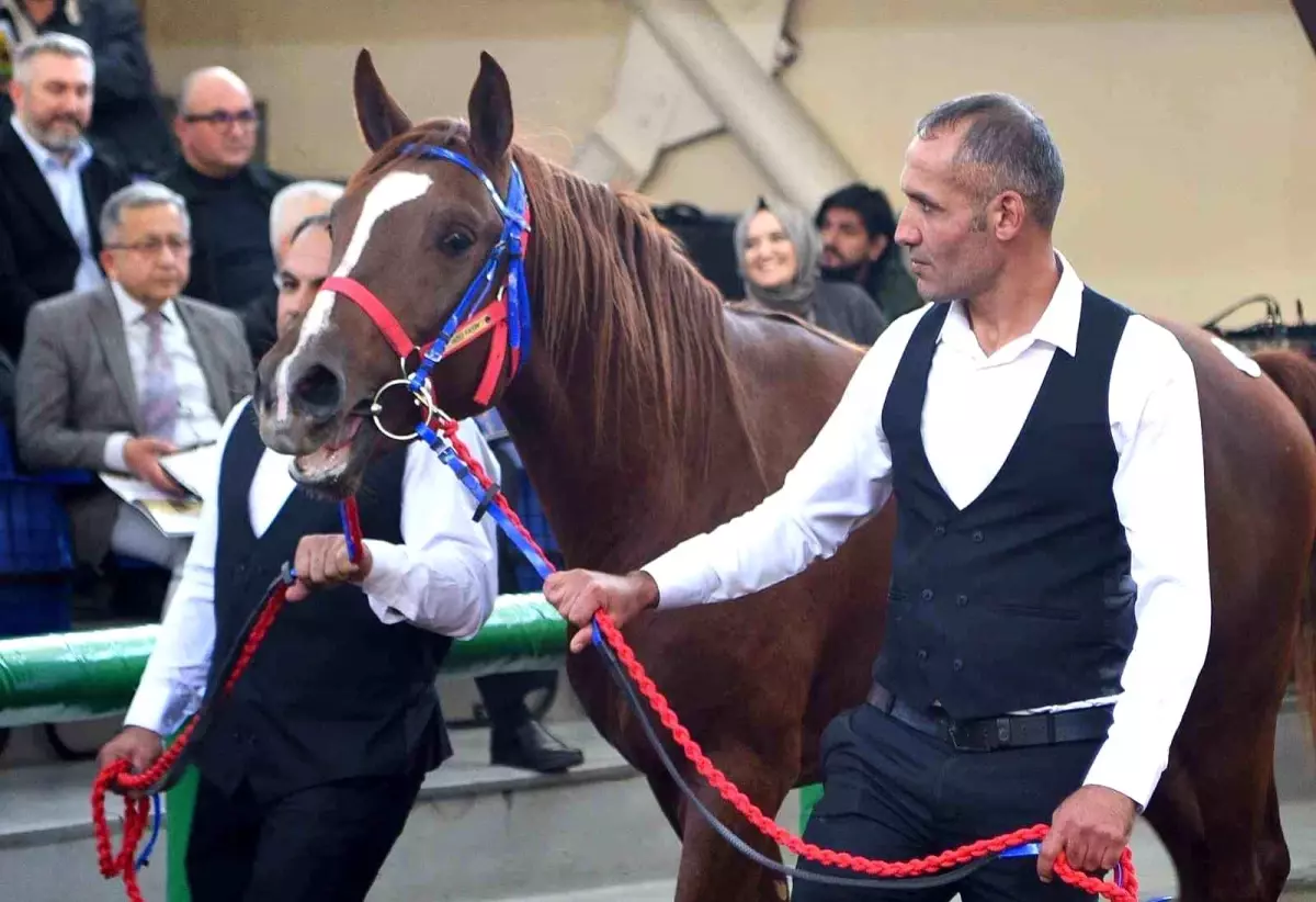 Malatyada Gelecegin Sampiyon Taylari Acik Artirmayla Satildi